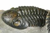 Zlichovaspis Trilobite With Reedops - Orange Eye Facets! #384181-8